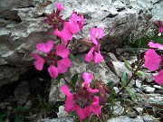 68 Silene di Elisabetta (Silene Elisabethae)